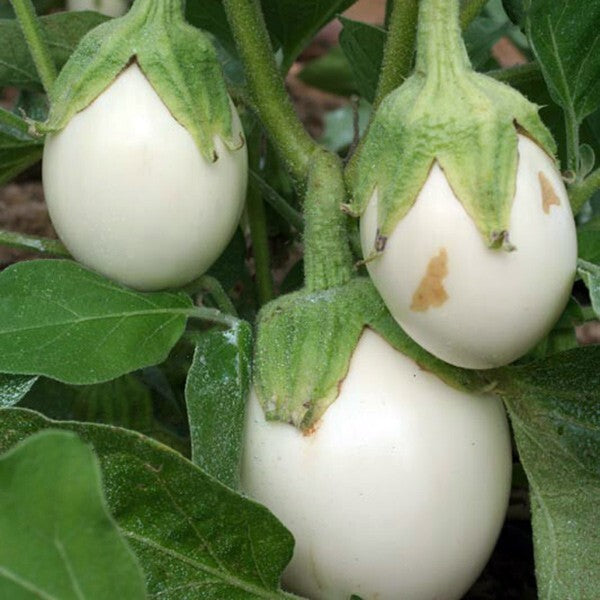 Semi di melanzana verde da piantare