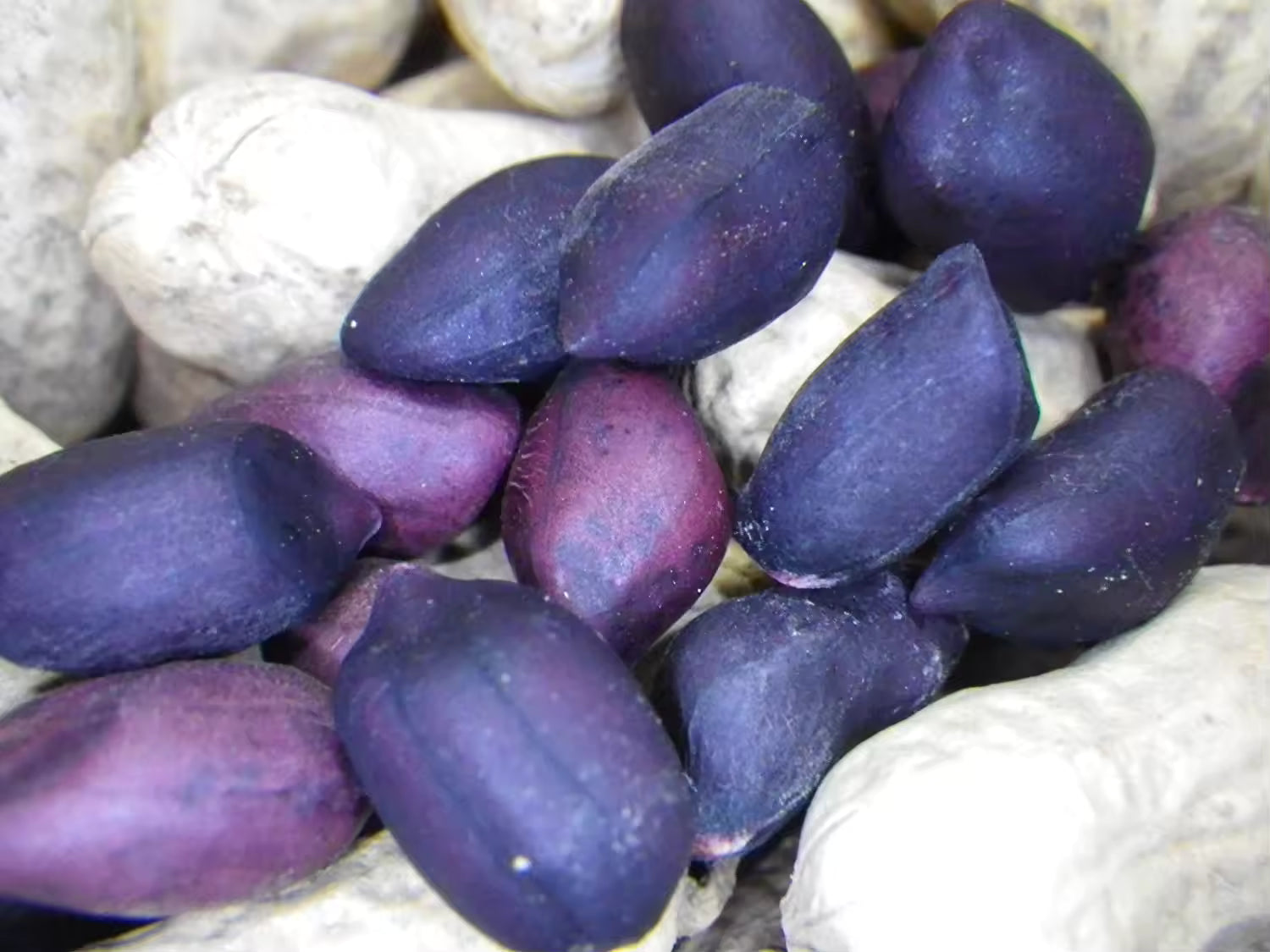 Blau Peanut Samen – Ideal zum Pflanzen
