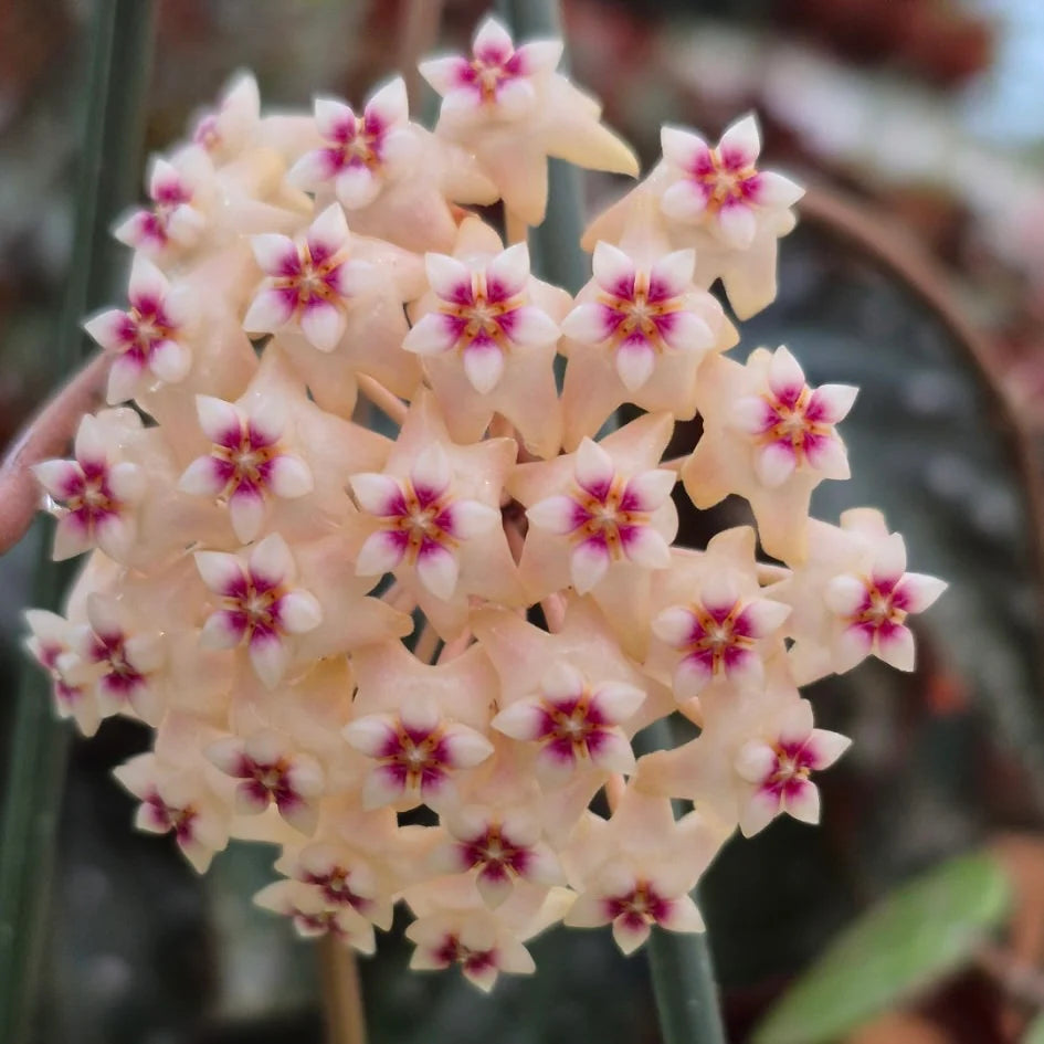 Pfirsichfarben Hoya Blumensamen – Schnitt Blume beliebt Traditionssorte & ohne Gentechnik Samen zur Aussaat Hausgarten