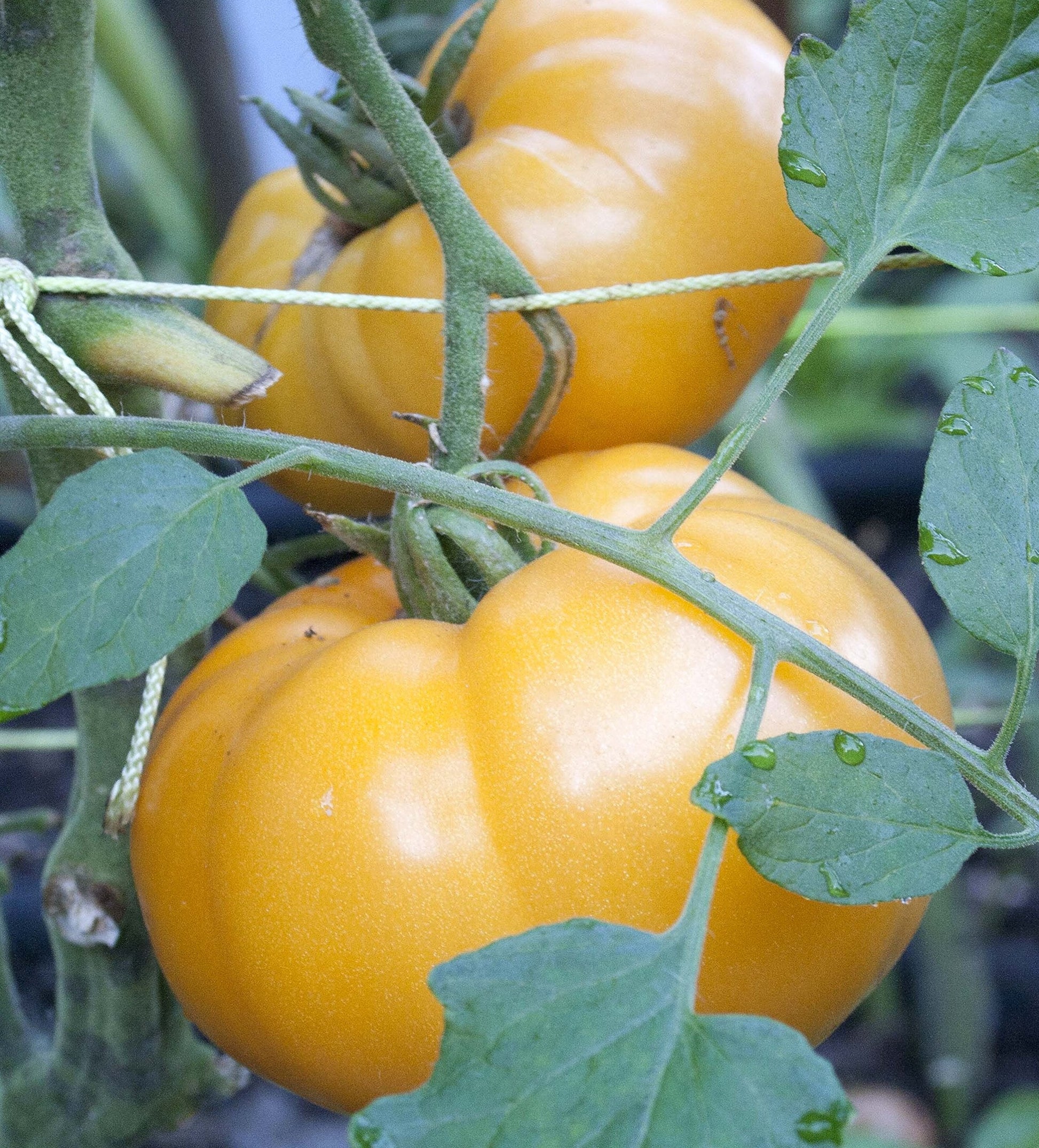 Gelbe brandywine tomato solanum lycopersicum für aussaat in backyard garten