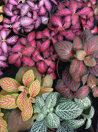 mehrfarbige Fittonia Blumensamen zur Aussaat – sonnenliebend – Traditionssorte & ohne Gentechnik Samen Hausgarten
