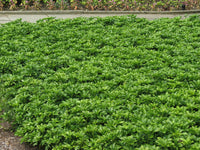 Pachysandra (pachysandra blume) samen for anpflanzung in home garten
