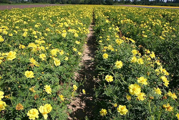Cosmos Gelb Sunshine Samen zur Aussaat Blume Beet