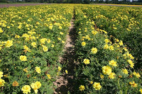 Cosmos Gelb Sunshine Samen zur Aussaat Blume Beet