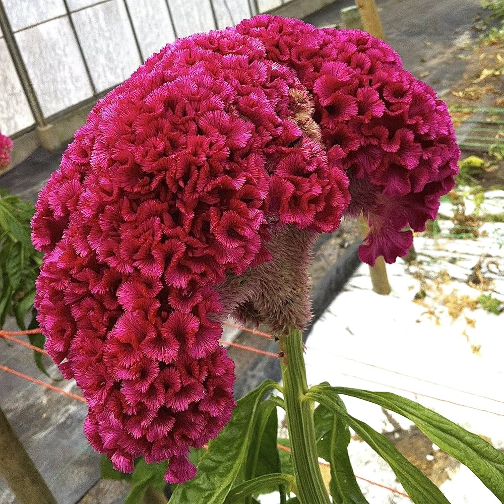 Celosia cristata cockscomb mix blume samen