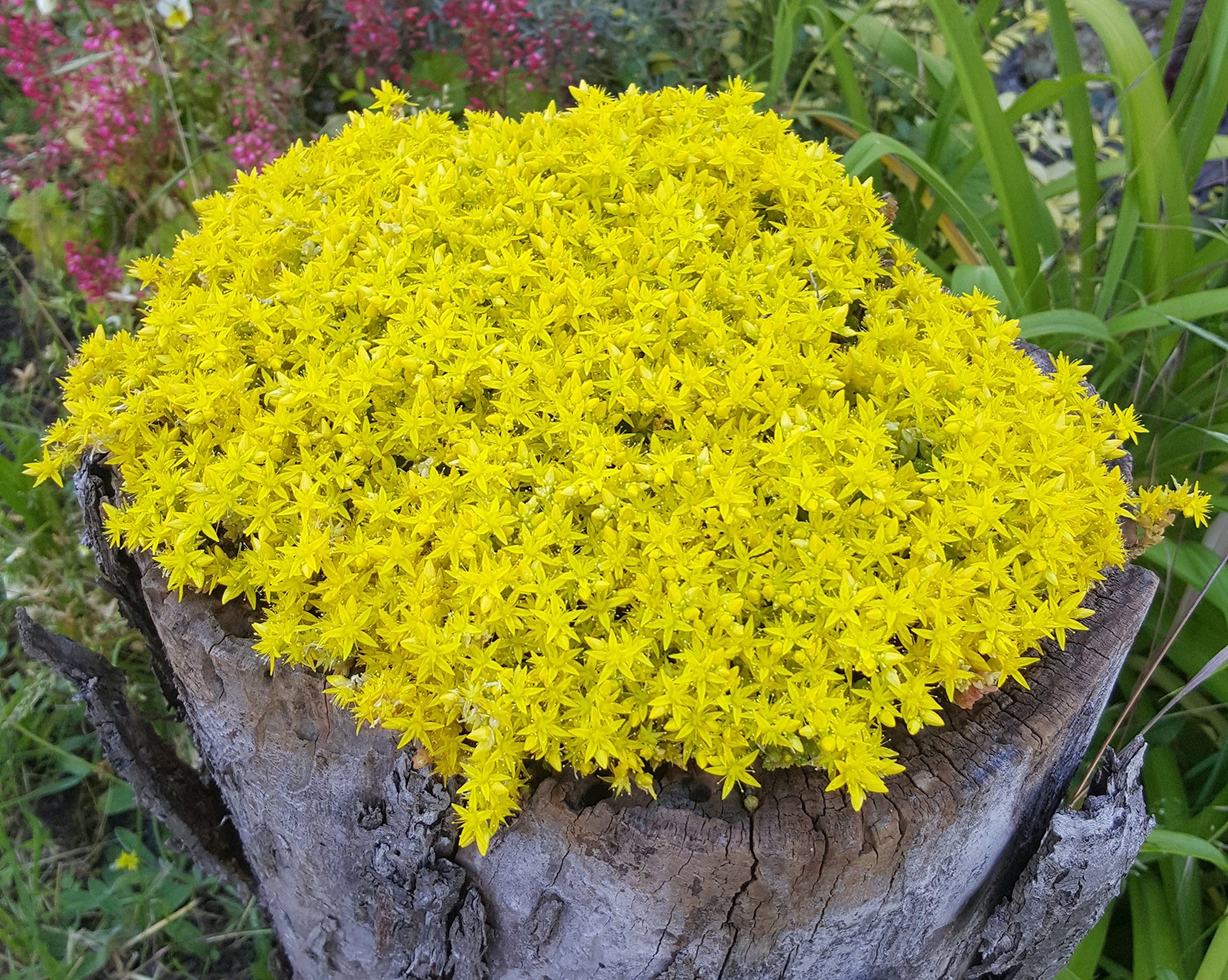 Mauerpfeffer Blumensamen zur Aussaat robust Sorte Traditionssorte & ohne Gentechnik Samen Hausgarten