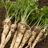 Hamburg root parsley herb samen for edible garten use