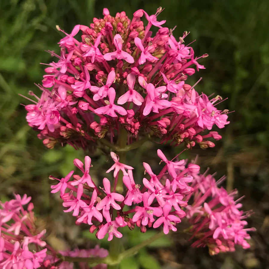 Gemischt Jupiter's Beard Blumensamen zur Aussaat – Drought verträglich – Traditionssorte & ohne Gentechnik Samen Hausgarten