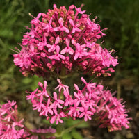 Gemischt Jupiter's Beard Blumensamen zur Aussaat – Drought verträglich – Traditionssorte & ohne Gentechnik Samen Hausgarten