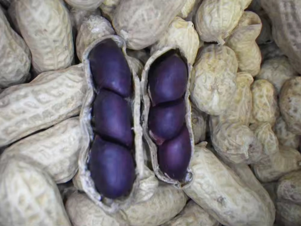 Blau Peanut Samen – Ideal zum Pflanzen