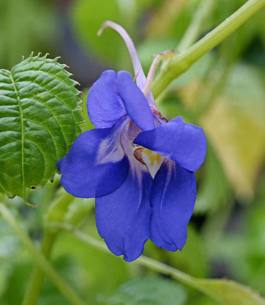 Blau Impatiens Blumensamen zur Aussaat – sonnenliebend – Traditionssorte & ohne Gentechnik Samen Hausgarten