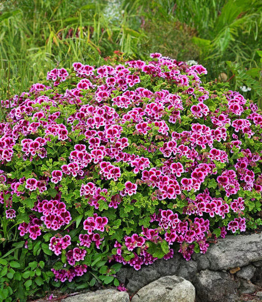 Rose Geranie Pelargonium Blumensamen zur Aussaat Landhaus Garten wichtig Traditionssorte & ohne Gentechnik Samen Hausgarten