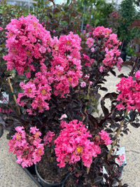 dunkel Rosa CREPE Lagerstroemia Cespuglio Albero Fiore Samen Garten Blume Aussaat