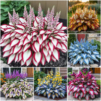 Hosta Mischung Blume Samen zur Aussaat üppig Garten Design – mehrjährig Samen Kollektion