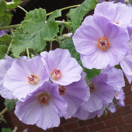 Abutilon Blumensamen zur Aussaat – saisonal Dauerblüher – Traditionssorte & ohne Gentechnik Samen Hausgarten