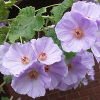 Abutilon Blumensamen zur Aussaat – saisonal Dauerblüher – Traditionssorte & ohne Gentechnik Samen Hausgarten