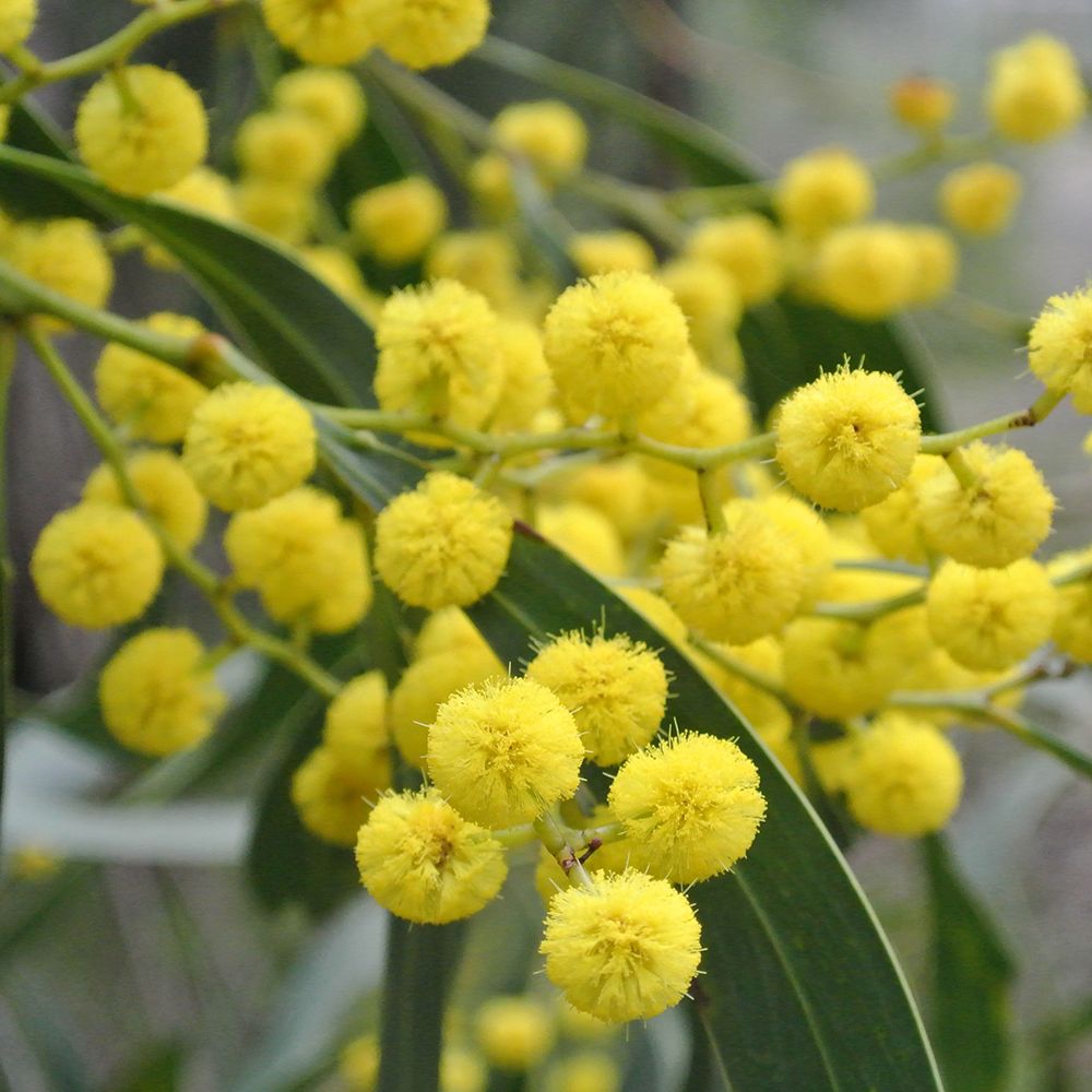 hell Grün Acacia Blumensamen zur Aussaat Drought verträglich Traditionssorte & ohne Gentechnik Samen Hausgarten