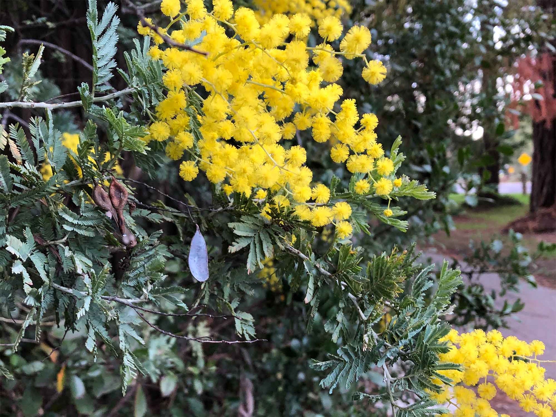 Acacia Baileyana Blumensamen zur Aussaat leuchtend Blüten Traditionssorte & ohne Gentechnik Samen Hausgarten