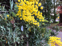 Acacia Baileyana Blumensamen zur Aussaat leuchtend Blüten Traditionssorte & ohne Gentechnik Samen Hausgarten