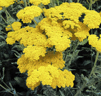 Gelb Achillea Millefolium Blumensamen zur Aussaat – Halbschatten verträglich – Traditionssorte & ohne Gentechnik Samen Hausgarten