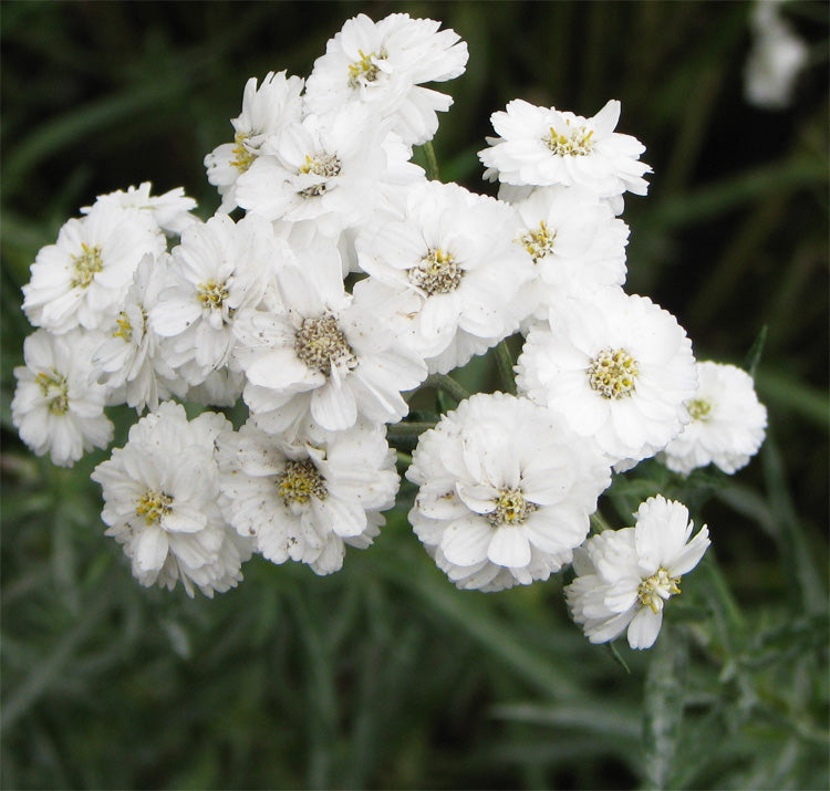 Weiß Ptarmica Blumensamen zur Aussaat – leuchtend – Traditionssorte & ohne Gentechnik Samen Hausgarten