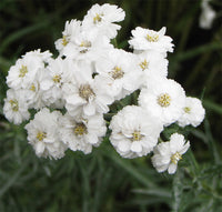 Weiß Ptarmica Blumensamen zur Aussaat – leuchtend – Traditionssorte & ohne Gentechnik Samen Hausgarten