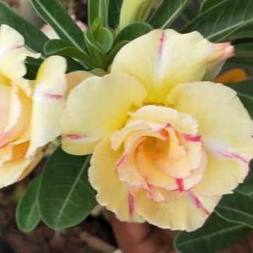 Gelb Rosa Wüstenrose Obesum Blumensamen zur Aussaat Bestäuber freundlich Traditionssorte & ohne Gentechnik Samen Hausgarten