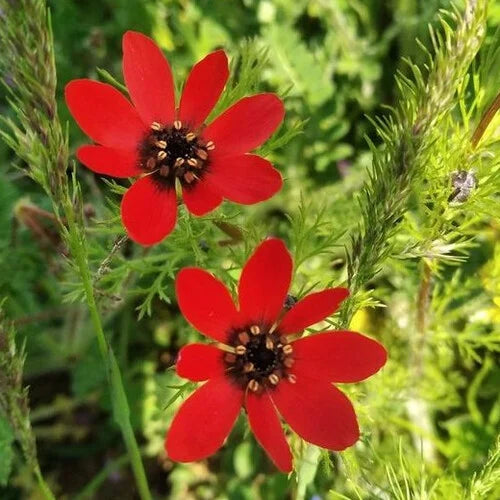 Adonis Blumensamen zur Aussaat – Garten beliebt – Traditionssorte & ohne Gentechnik Samen Hausgarten