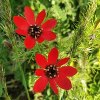 Adonis Blumensamen zur Aussaat – Garten beliebt – Traditionssorte & ohne Gentechnik Samen Hausgarten