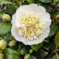 Weiß Kamelie Sinensis Blumensamen zur Aussaat – lang Blüte Saison – Traditionssorte & ohne Gentechnik Samen Hausgarten