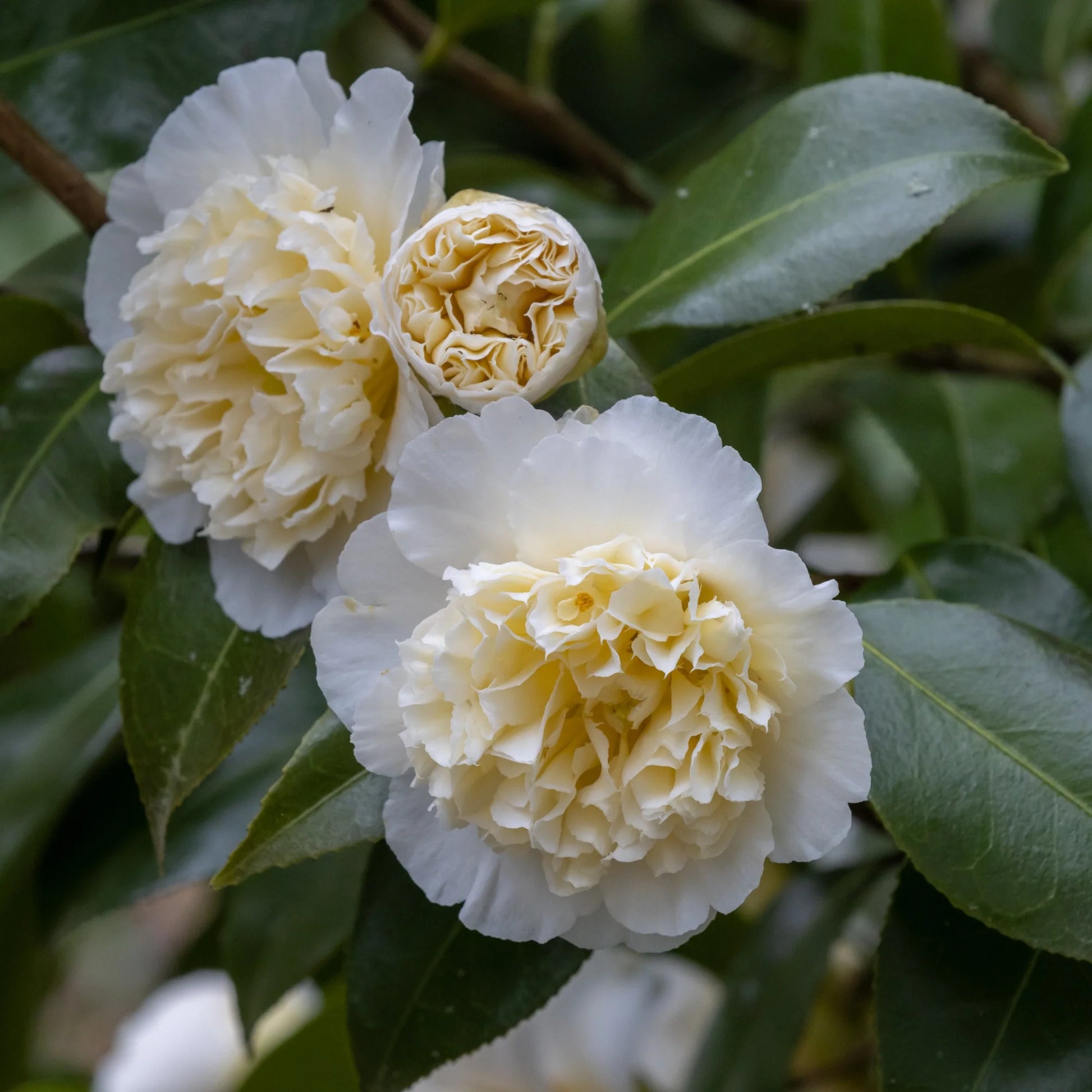 Weiß Kamelie Sinensis Blumensamen zur Aussaat – lang Blüte Saison – Traditionssorte & ohne Gentechnik Samen Hausgarten