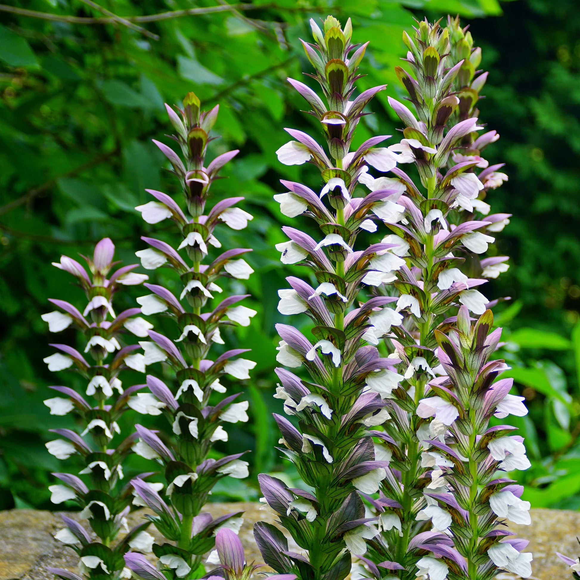 Lila Weiß Acanthus Blumensamen zur Aussaat ideal Rabatten Traditionssorte & ohne Gentechnik Samen Hausgarten