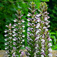 Lila Weiß Acanthus Blumensamen zur Aussaat ideal Rabatten Traditionssorte & ohne Gentechnik Samen Hausgarten