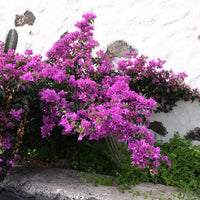 Drillingsblume Blumensamen zur Aussaat dunkel Violett – prächtige Garten-Kletterpflanze
