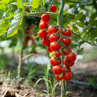 Organic Sweet Succulent Campari Tomate Solanum lycopersicum Gemüse Samen zum Pflanzen