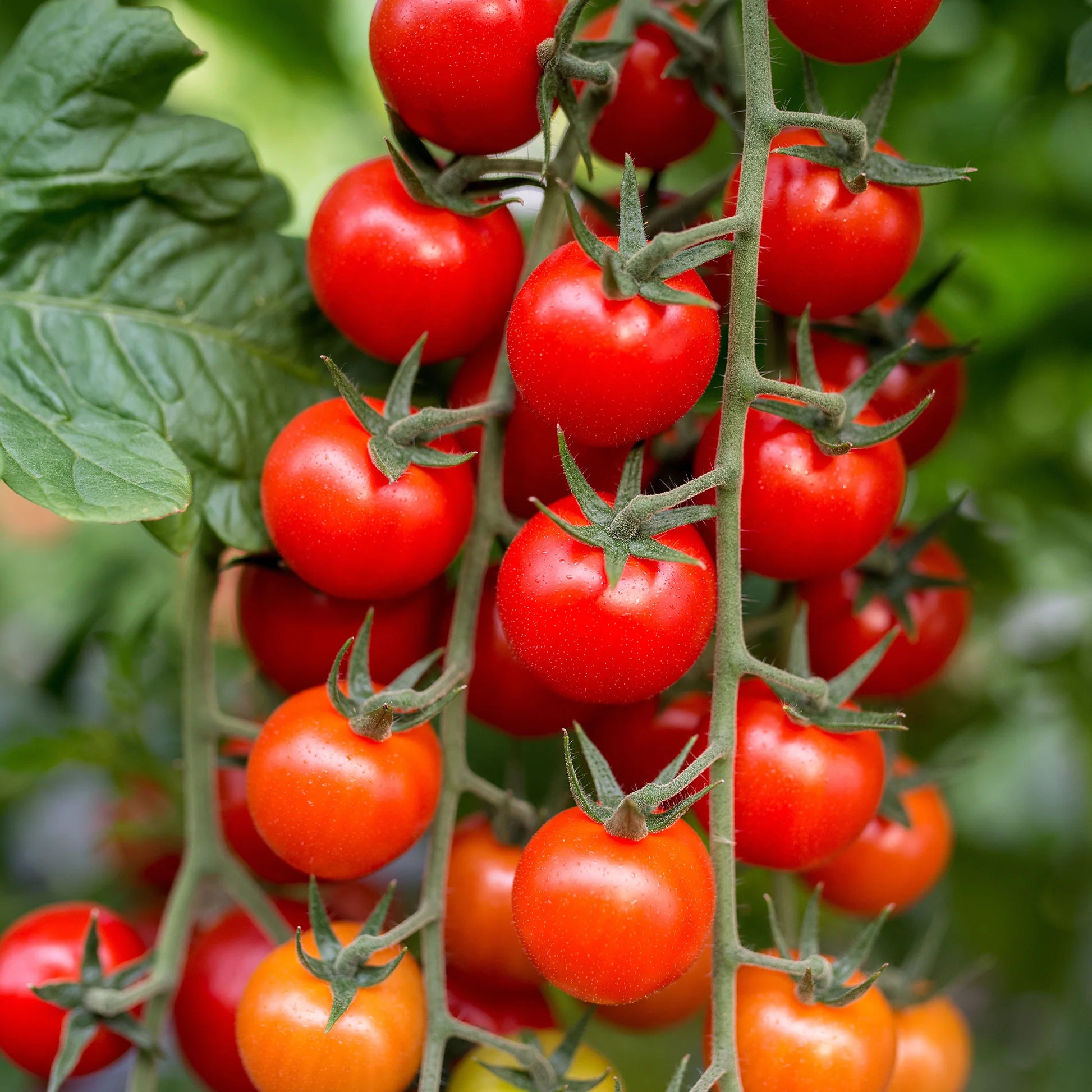 Organic Sweet Succulent Campari Tomate Solanum lycopersicum Gemüse Samen zum Pflanzen