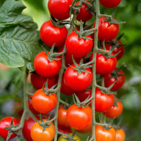 Organic Sweet Succulent Campari Tomate Solanum lycopersicum Gemüse Samen zum Pflanzen