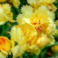 hell Gelb Nelke Caryophyllus Blumensamen zur Aussaat leuchtend Blüten Traditionssorte & ohne Gentechnik Samen Hausgarten