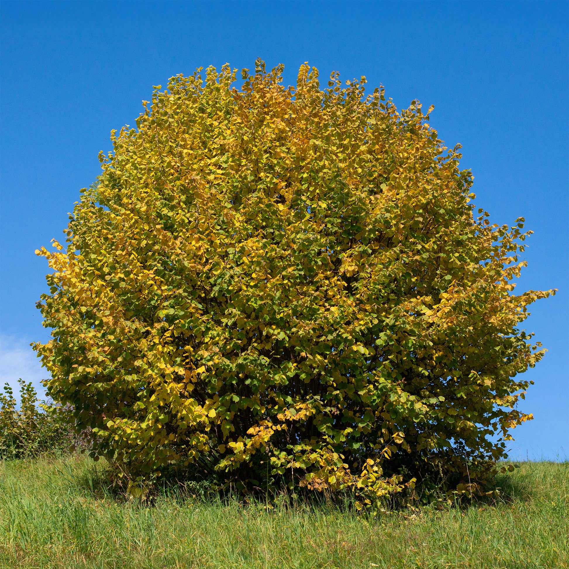 Haselnuss Baum Samen für einfaches Anpflanzen