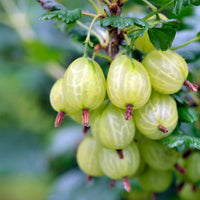 Stachelbeeren Samen Ribes uva crispa