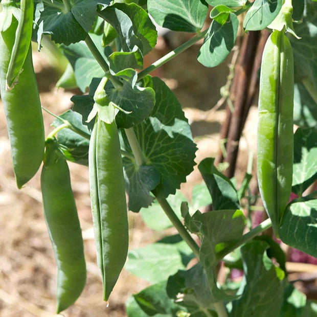 Green Pisum Gemüse Samen zum Pflanzen