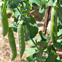 Green Pisum Gemüse Samen zum Pflanzen