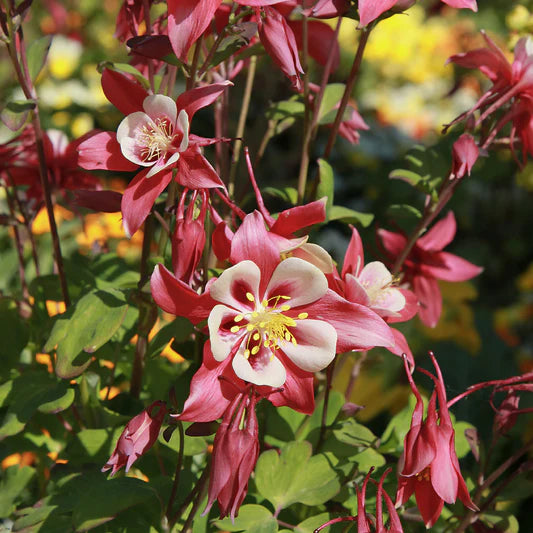 Semillas de flores de aquilegia roja y amarilla para sembrar – favorables para los polinizadores – variedad tradicional y sin transgénicos, semillas para el jardín doméstico