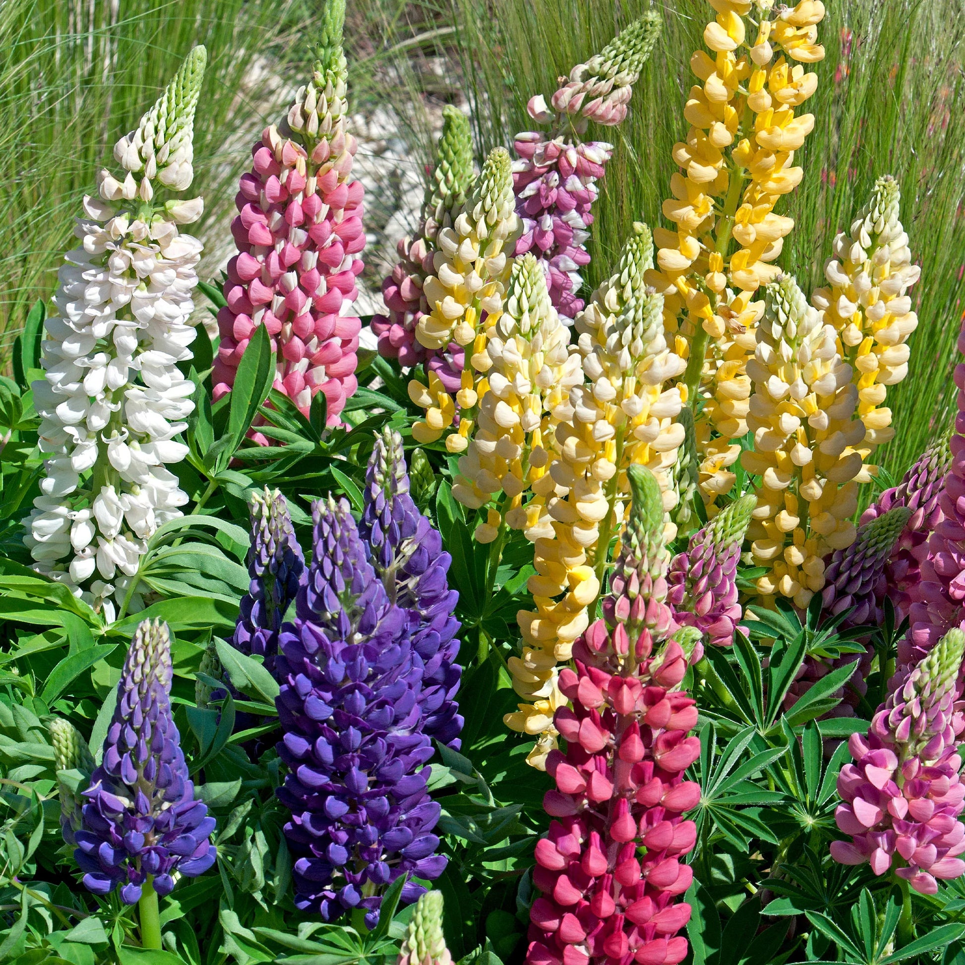 Violett Gelb Lupine Blumensamen zur Aussaat Bestäuber freundlich Traditionssorte & ohne Gentechnik Samen Hausgarten