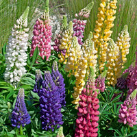 Violett Gelb Lupine Blumensamen zur Aussaat Bestäuber freundlich Traditionssorte & ohne Gentechnik Samen Hausgarten