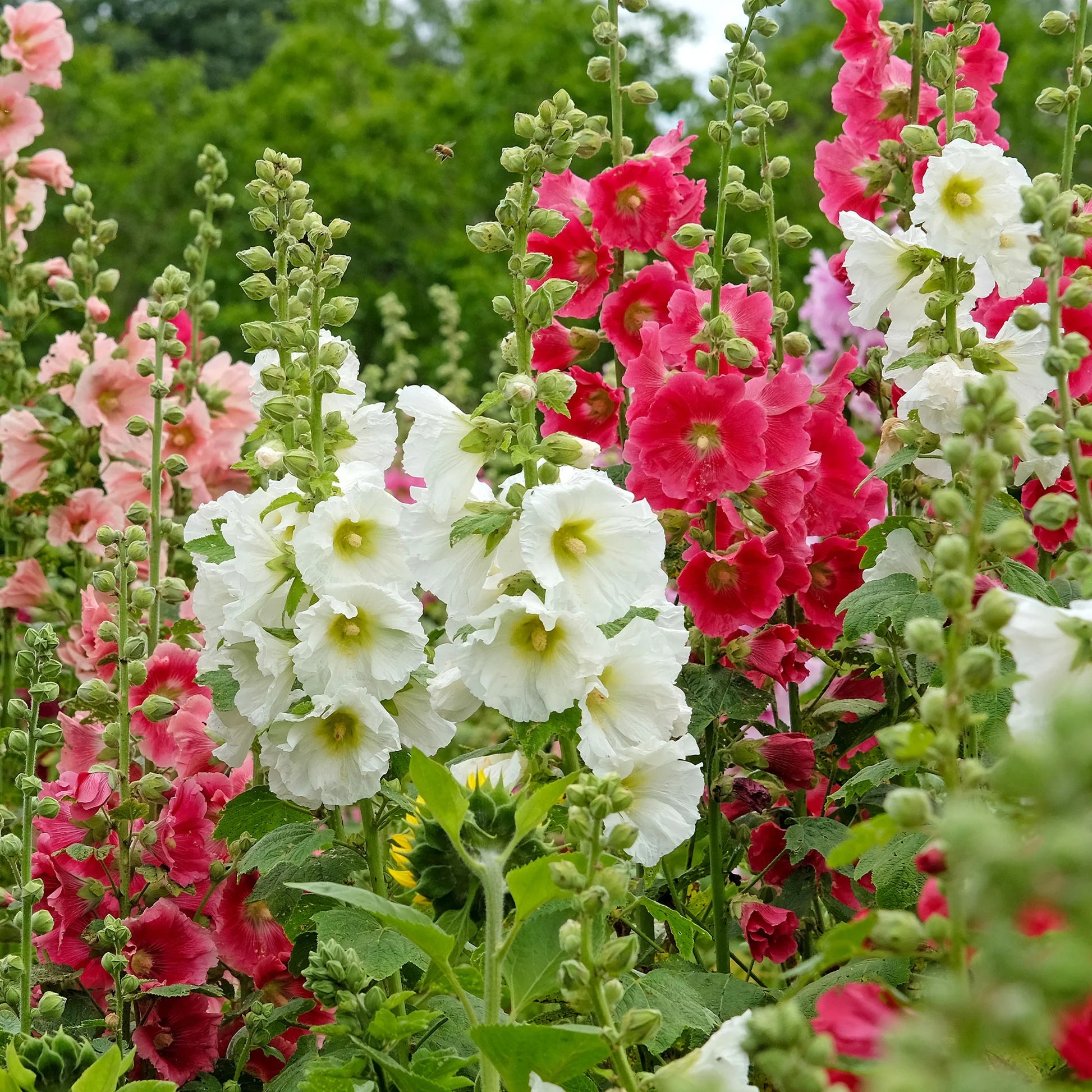 Stockrose Mischung Samen zur Aussaat leuchtend Blume Garten Blüten
