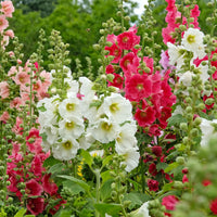 Stockrose Mischung Samen zur Aussaat leuchtend Blume Garten Blüten