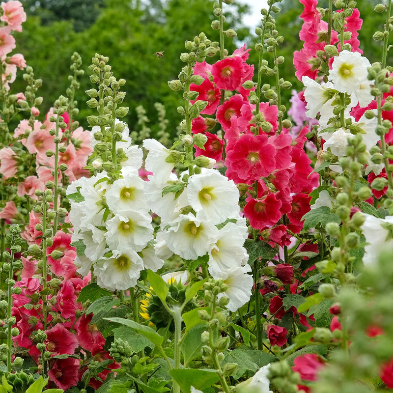 Stockrose Mischung Samen zur Aussaat leuchtend Blume Garten Blüten