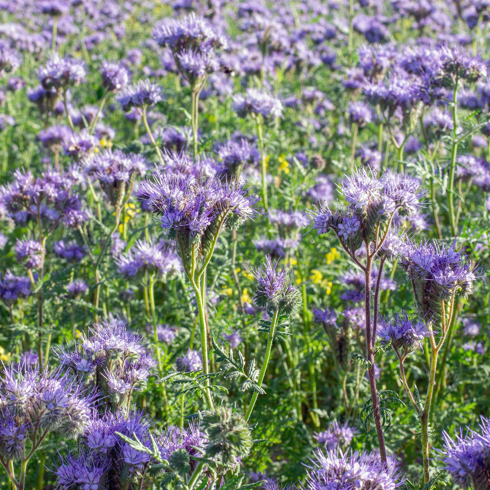 Phacelia Blumensamen zur Aussaat leuchtend Traditionssorte & ohne Gentechnik Samen Hausgarten