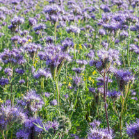 Phacelia Blumensamen zur Aussaat leuchtend Traditionssorte & ohne Gentechnik Samen Hausgarten